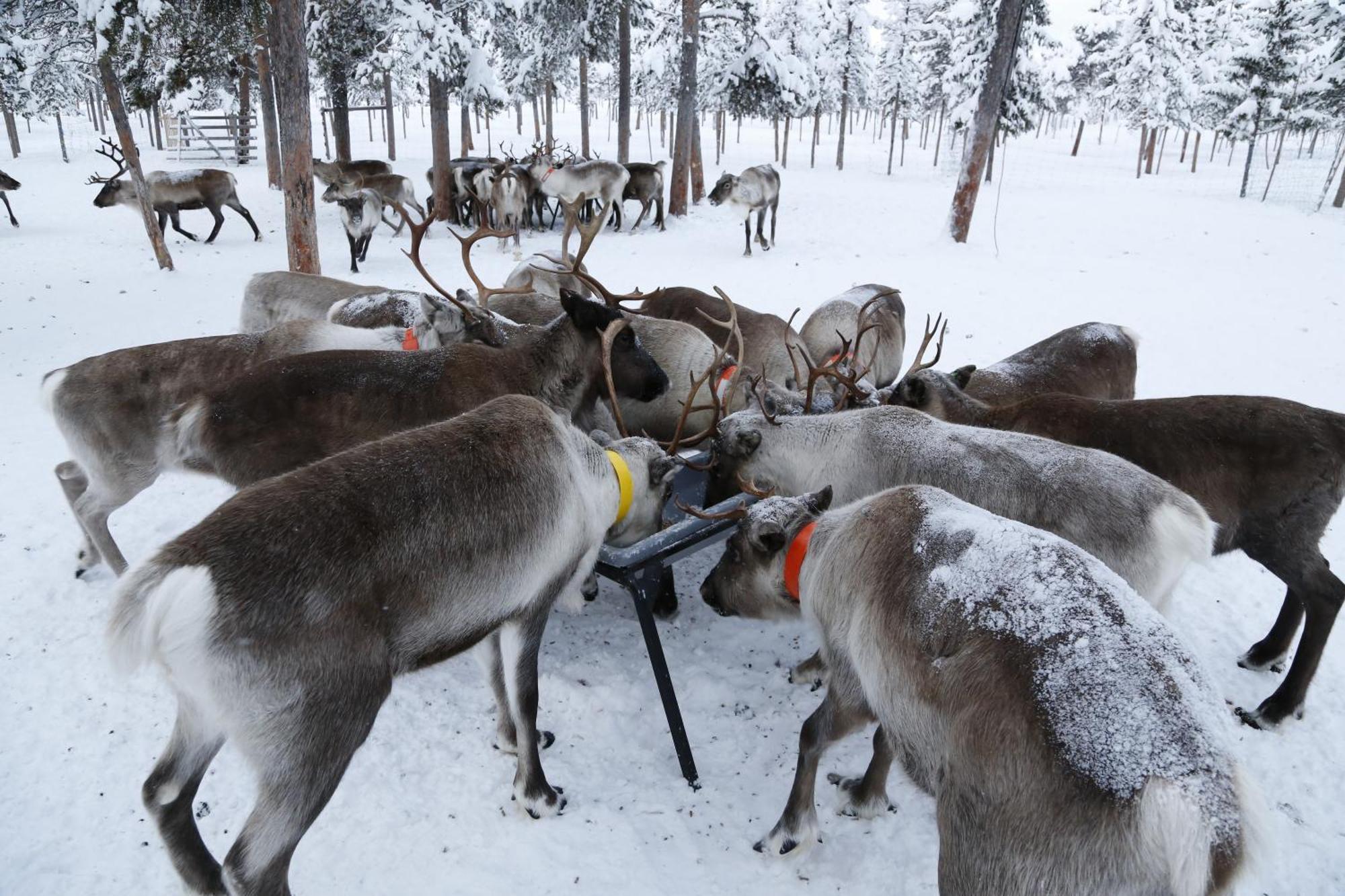 Reindeer Lodge Jukkasjarvi Exterior photo